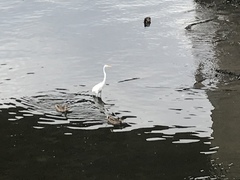 Ardea alba