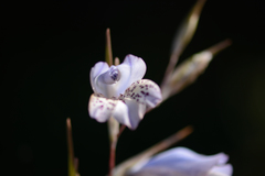 Gladiolus caeruleus