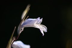 Gladiolus caeruleus
