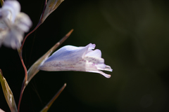 Gladiolus caeruleus