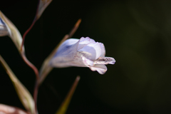 Gladiolus caeruleus