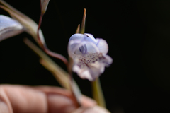 Gladiolus caeruleus