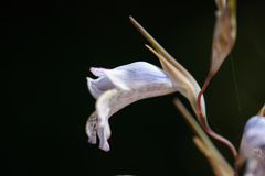 Gladiolus caeruleus