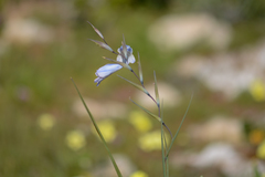 Gladiolus caeruleus