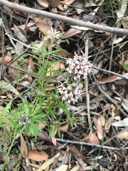 Grevillea phylicoides