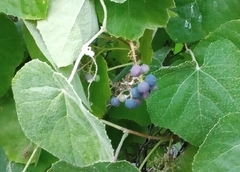 Vitis girdiana