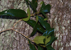 Nestegis cunninghamii