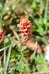 Indigofera discolor