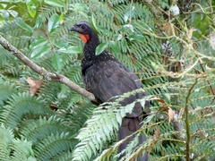 Penelope obscura