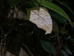 Protogoniomorpha duprei