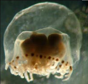 Proboscidactyla mutabilis