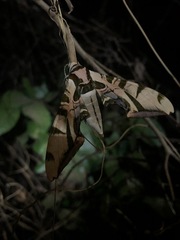 Batocnema coquerelii