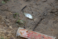 Cyprinella lutrensis