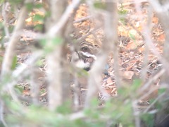 Uratelornis chimaera