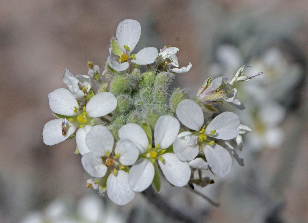 Spectacle Pod Wislizeni's spectaclepod (Native plants for pollinators of Bandelier ...