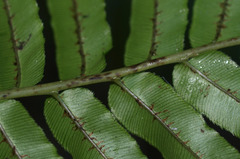 Blechnum triangularifolium