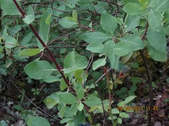 Lonicera etrusca