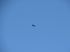 Sarcoramphus papa image