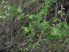 Amelanchier ovalis