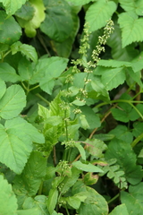 Rumex sanguineus viridis
