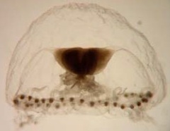 Proboscidactyla mutabilis