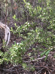 Styphelia mutica