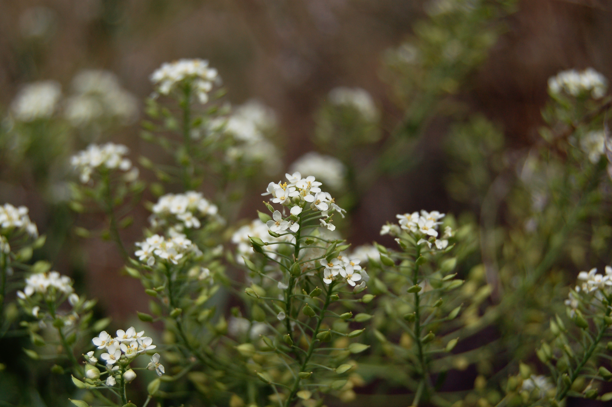 Lepidium alyssoides