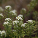 Mesa Pepperwort - Photo (c) Tony Frates, some rights reserved (CC BY-NC-SA)