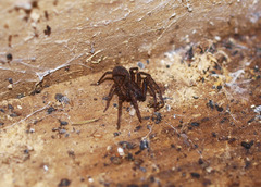 Uliodon albopunctatus