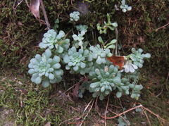 Sedum glaucophyllum