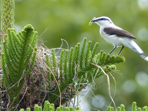 Graurücken-Wassertyrann (Fluvicola nengeta)