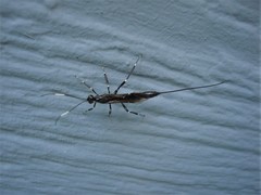 Xorides stigmapterus