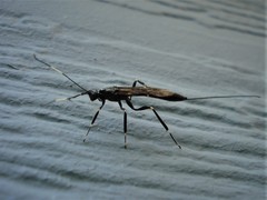 Xorides stigmapterus