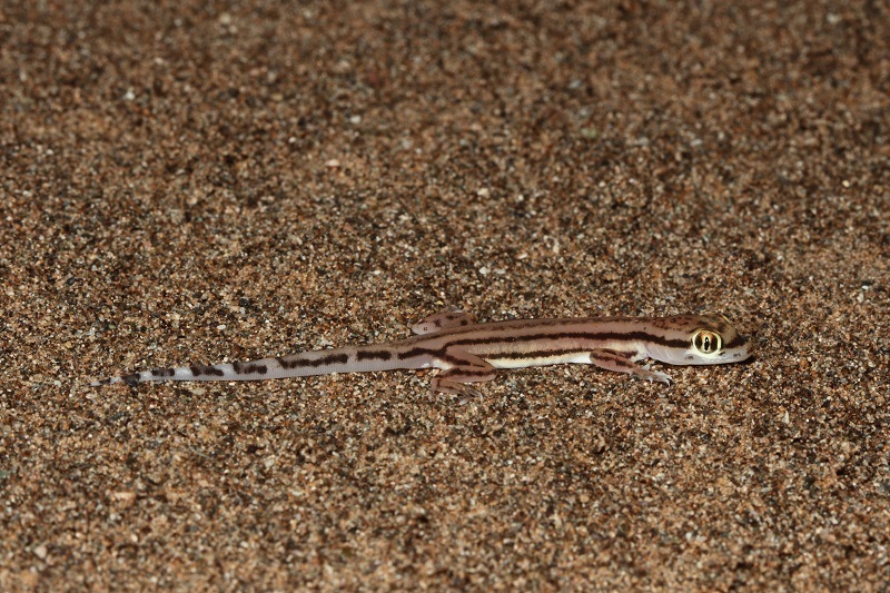 Sharqiyah Sand Gecko