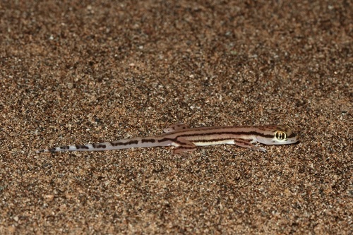 Sharqiyah Sand Gecko, Trigonodactylus sharqiyahensis
