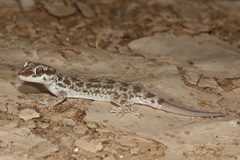 Bunopus tuberculatus