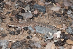 Bunopus tuberculatus