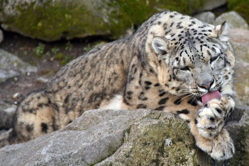 Snow Leopard