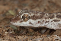 Bunopus tuberculatus