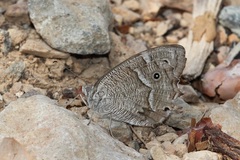 Hipparchia parisatis