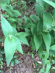 Digitalis grandiflora