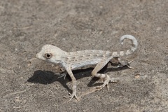 Pristurus carteri