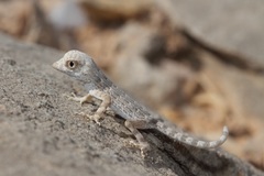 Pristurus carteri