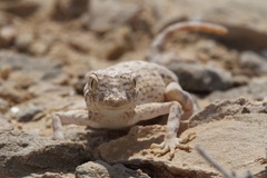 Pristurus carteri