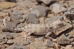 Pristurus carteri