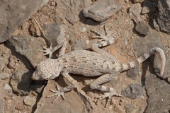 Pristurus carteri