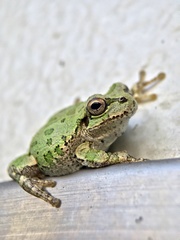 Hyla japonica