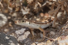 Mesalina adramitana