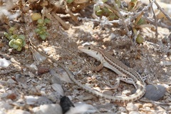 Mesalina adramitana
