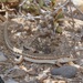 Hadramawt Sand Lizard - Photo (c) dhfischer, some rights reserved (CC BY-NC), uploaded by dhfischer